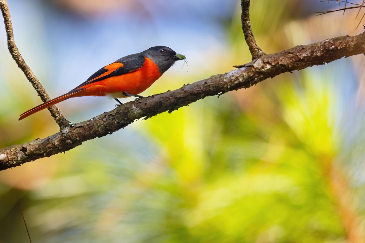 Gray-chinned Minivet (Gray-chinned) - ML613100789