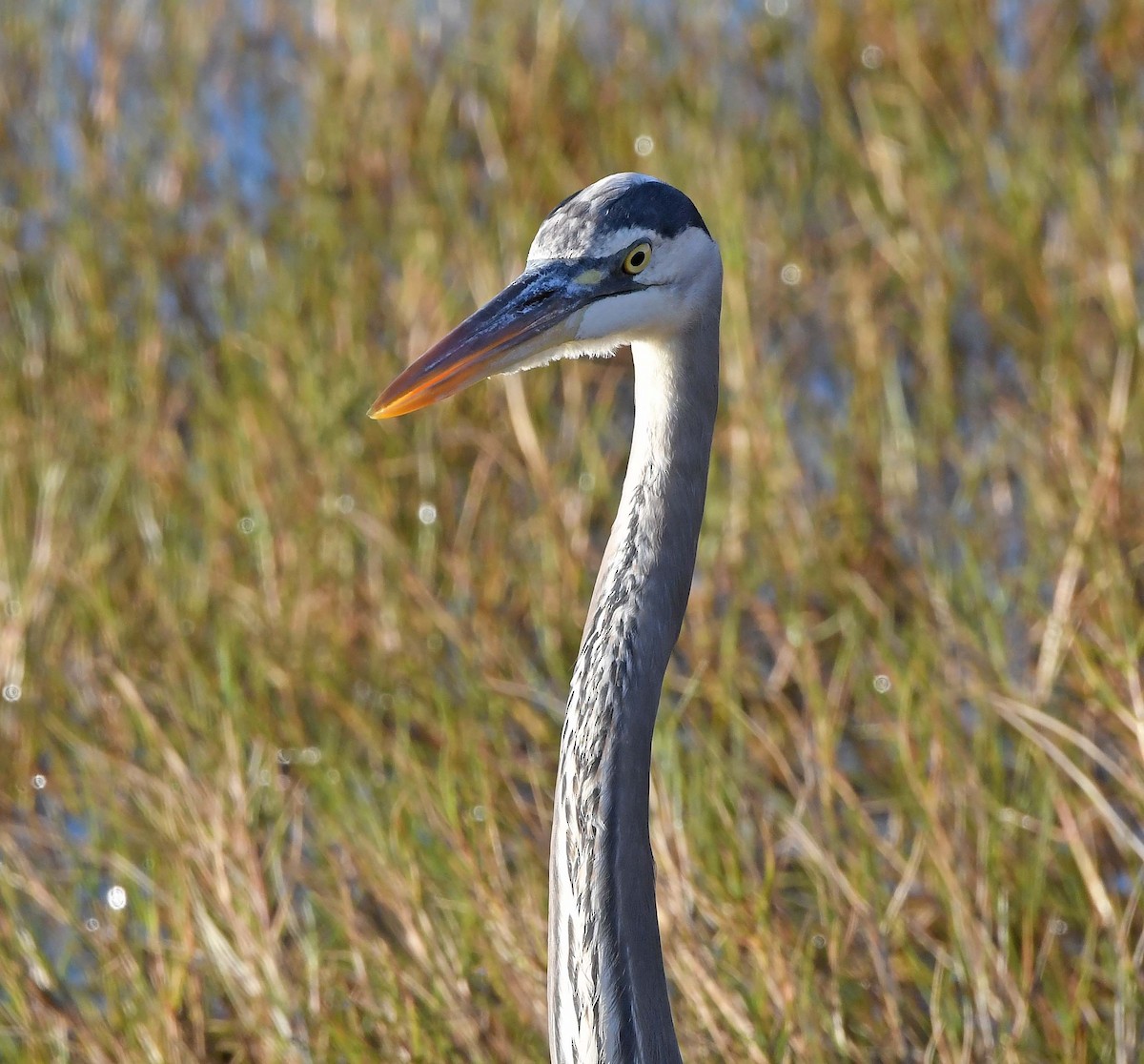 Great Blue Heron - ML613100803