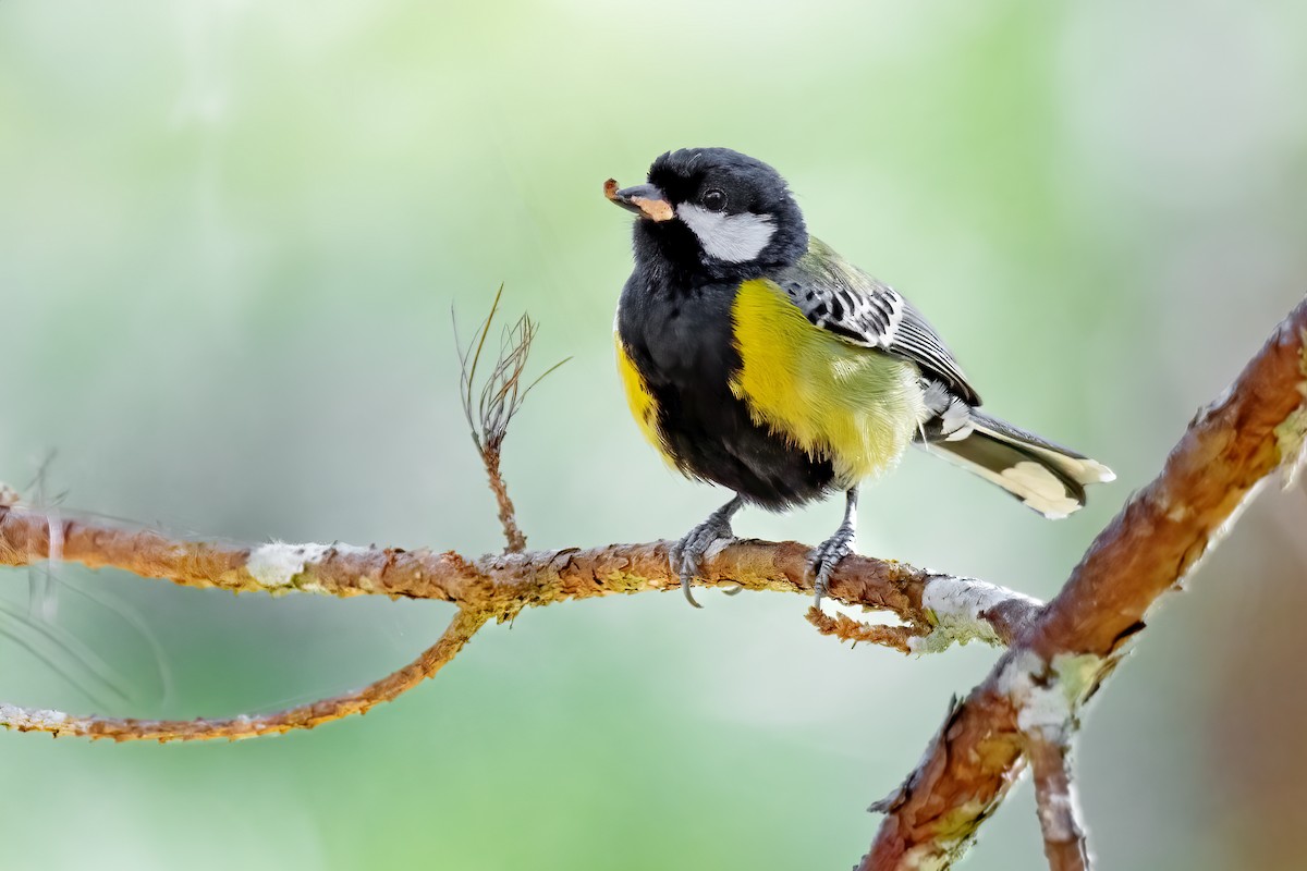 Green-backed Tit - ML613100827