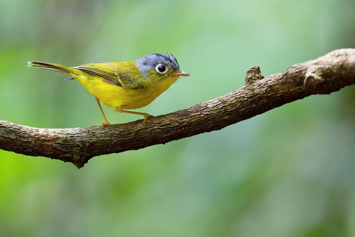 White-spectacled Warbler - JJ Harrison