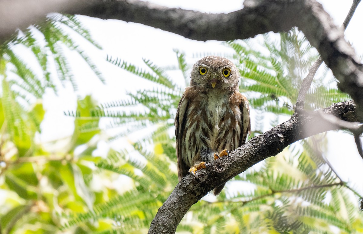 Colima Pygmy-Owl - Forest Botial-Jarvis