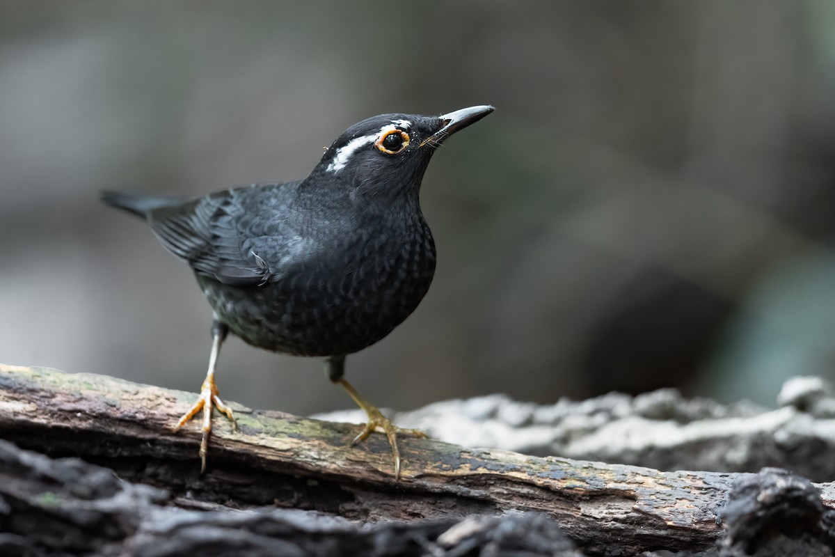 Siberian Thrush - JJ Harrison