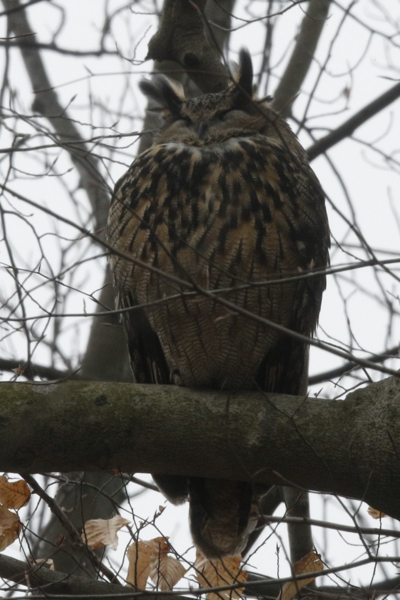 Eurasian Eagle-Owl - ML613100956