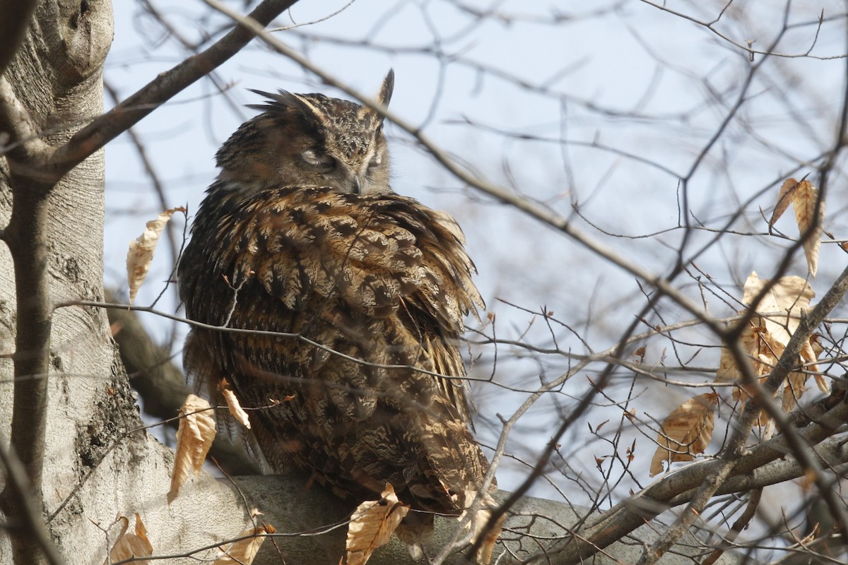 Eurasian Eagle-Owl - ML613100959