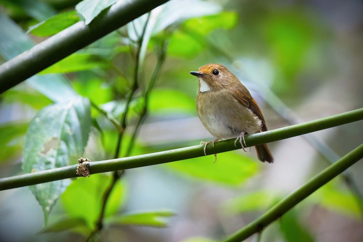 Rufous-browed Flycatcher - ML613100963