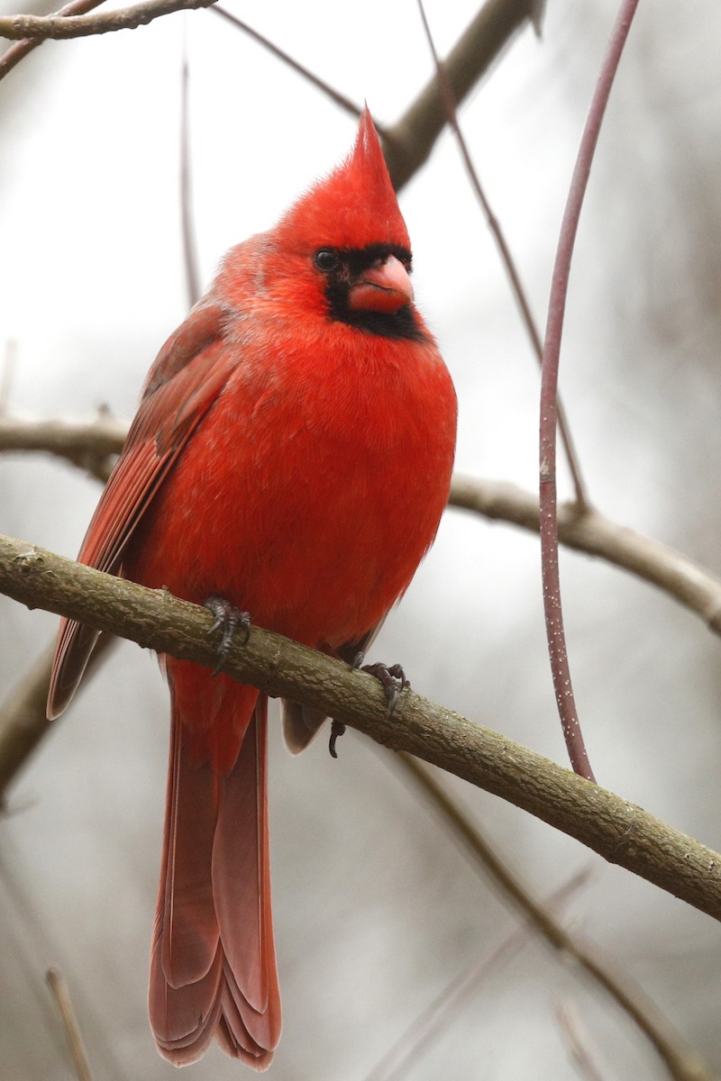 Cardinal rouge - ML613100970