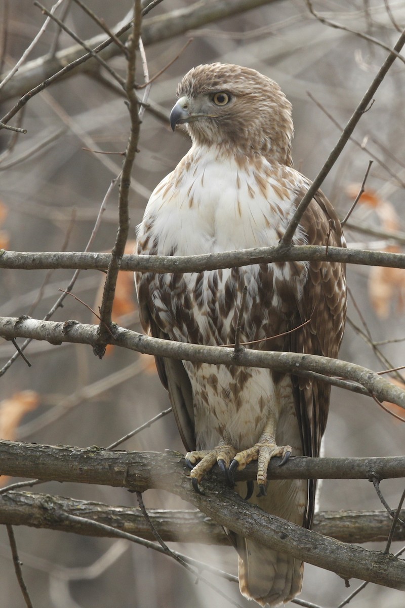 Red-tailed Hawk - ML613100978