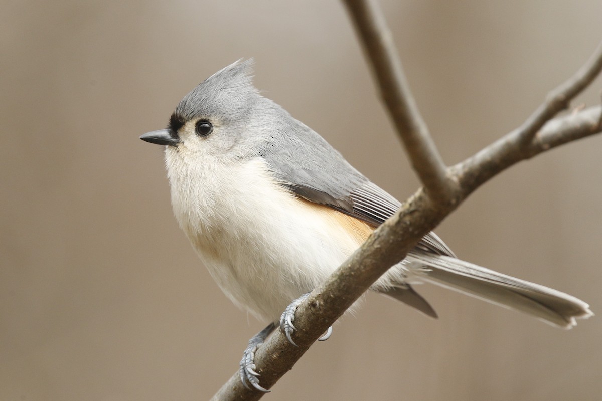 Tufted Titmouse - ML613100990