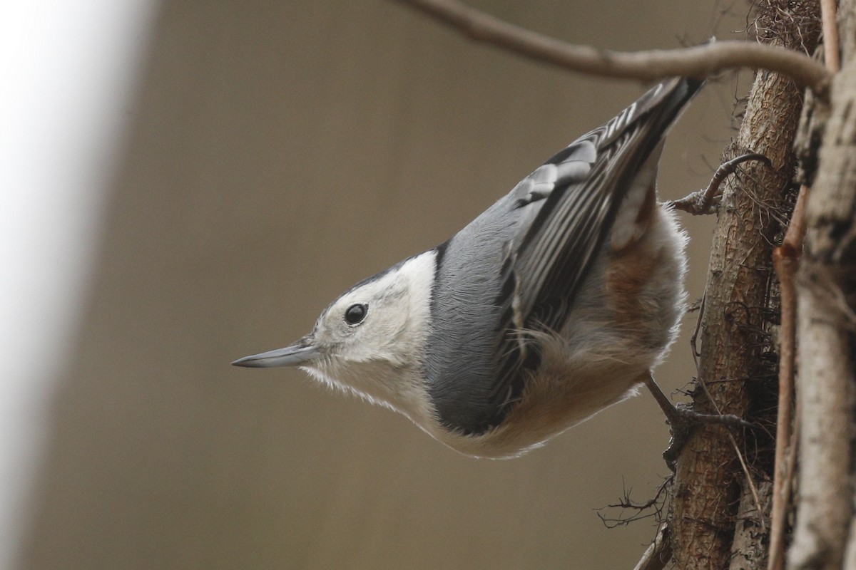 White-breasted Nuthatch - ML613101002