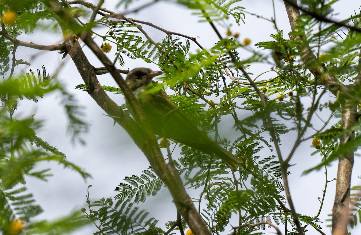 Yellow-green Vireo - Forest Botial-Jarvis