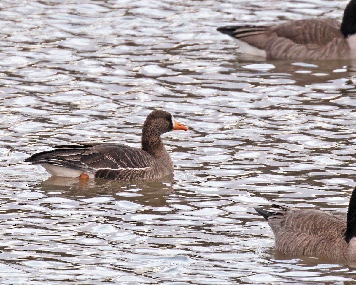 Greater White-fronted Goose - ML613101119