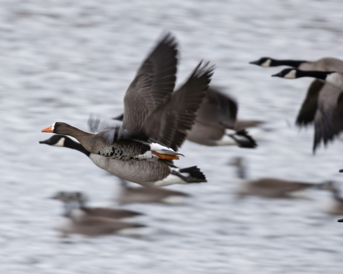 Greater White-fronted Goose - ML613101126