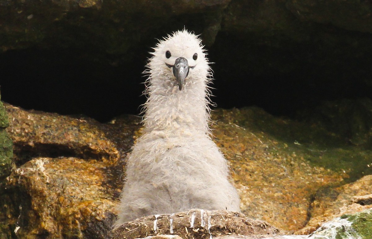 albatros snarský - ML613101152