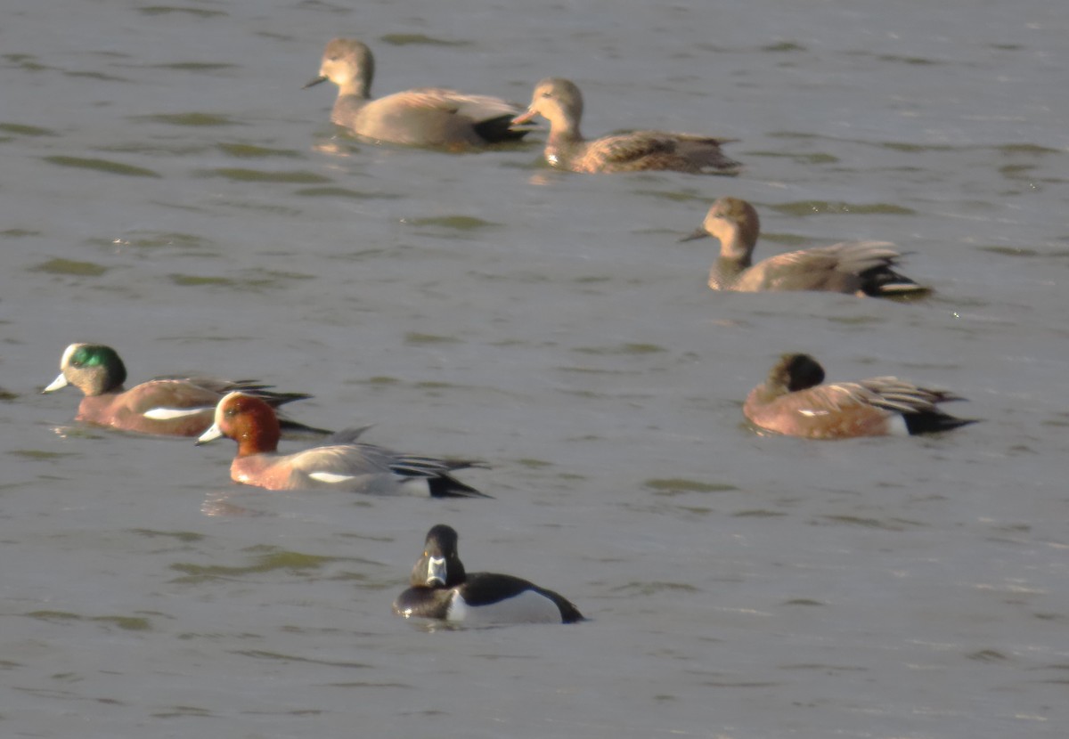 Eurasian Wigeon - ML613101180