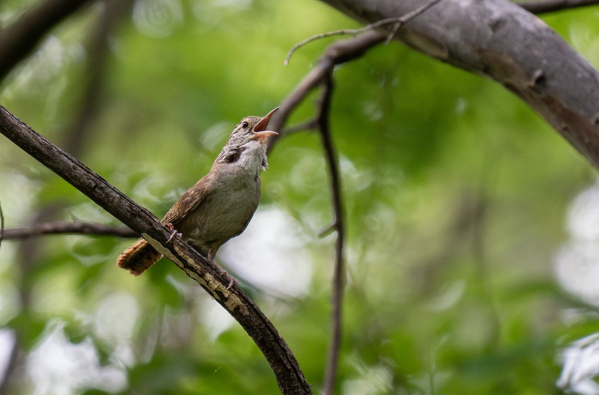 Sinaloa Wren - ML613101251