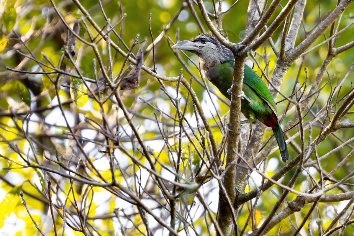 barbet červenořitý - ML613101294