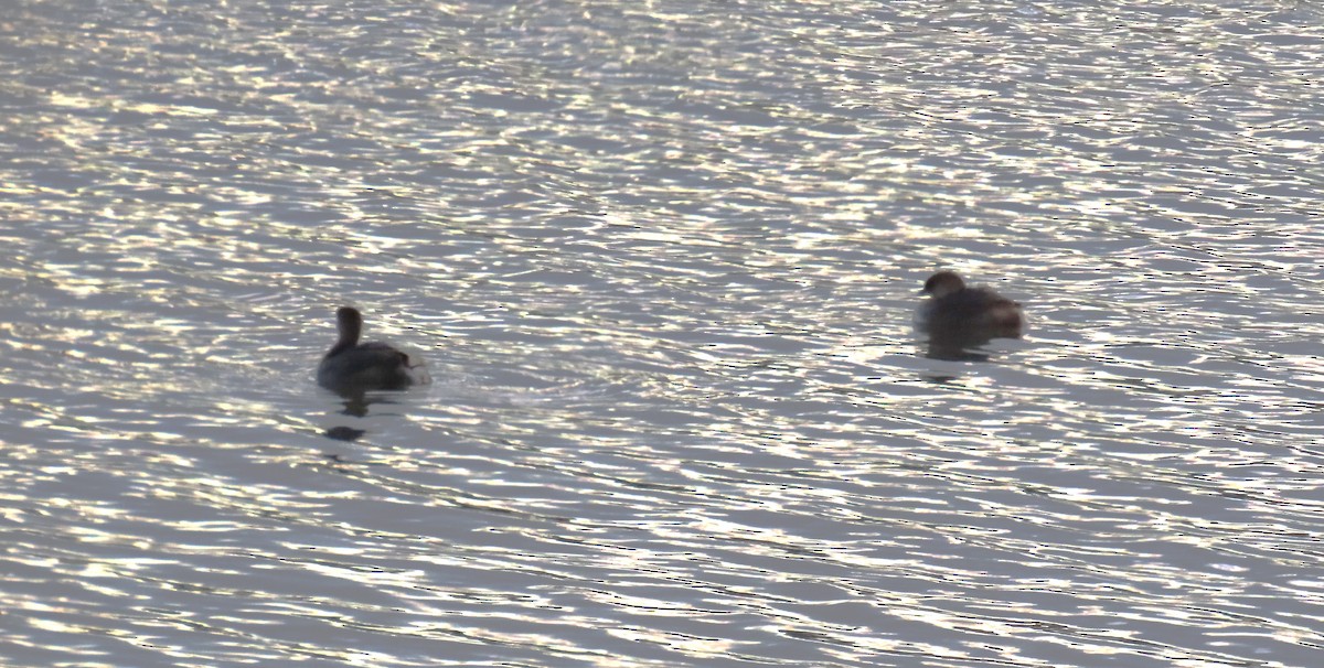 Pied-billed Grebe - ML613101295