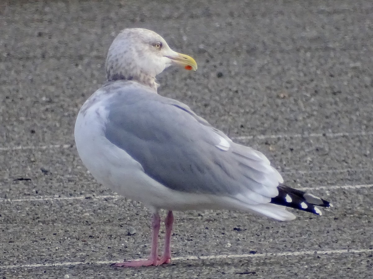 Goéland argenté - ML613101325