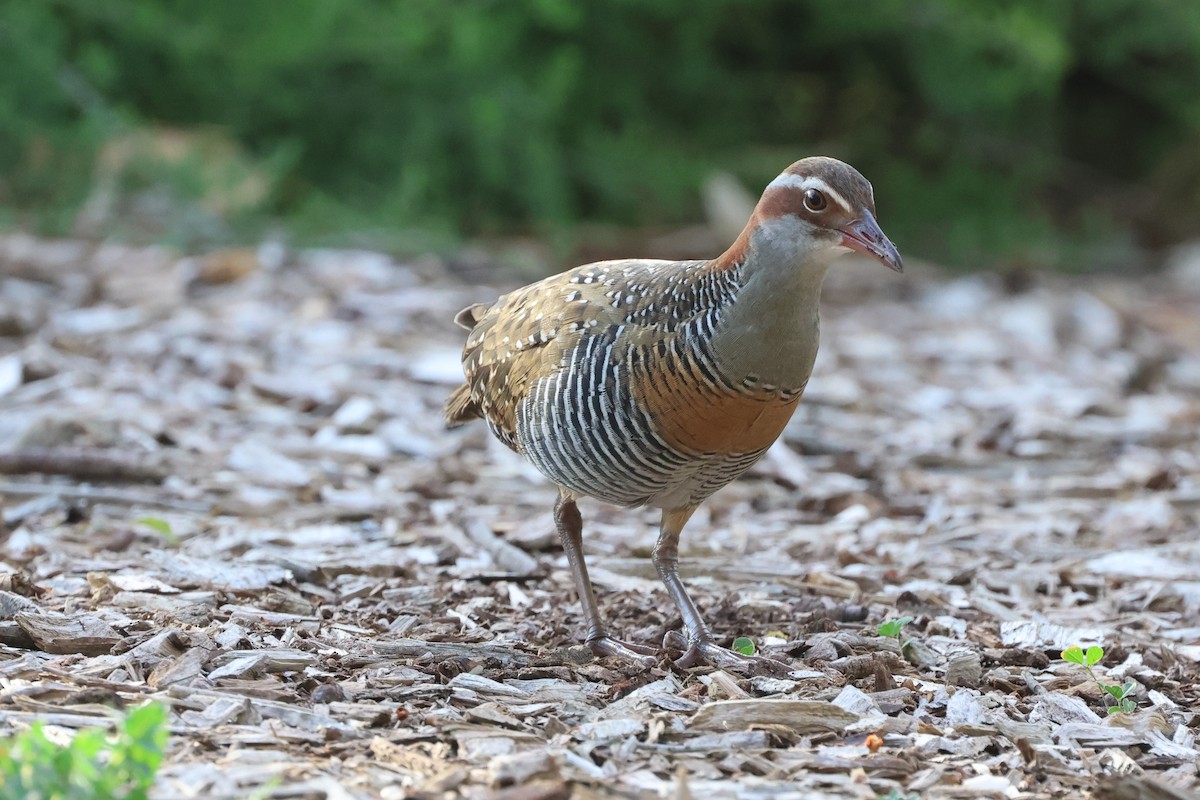 Buff-banded Rail - Andrew Crouch