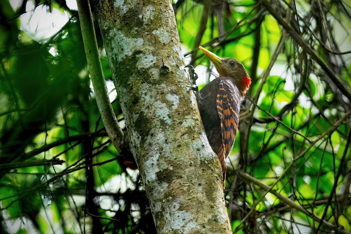 Bay Woodpecker - ML613101343