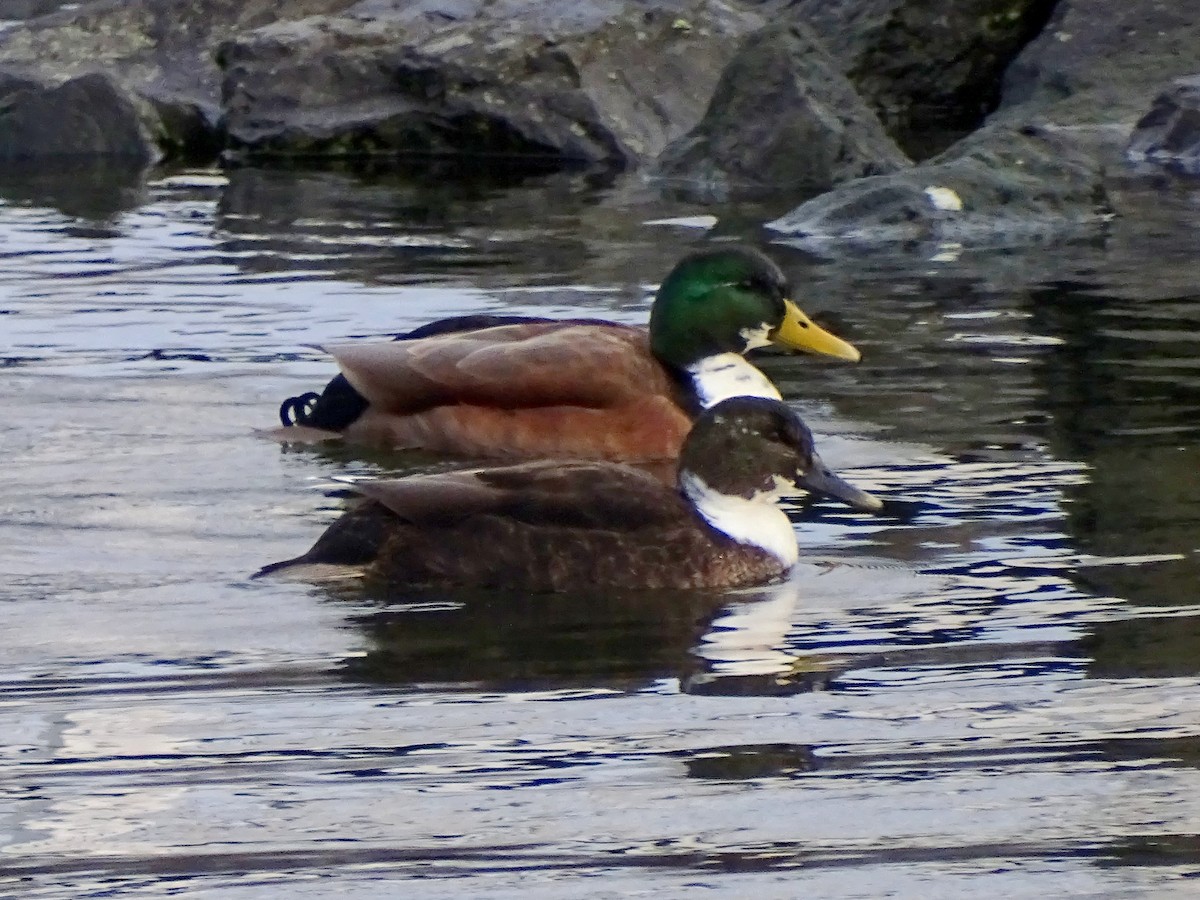 Canard colvert (forme domestique) - ML613101420