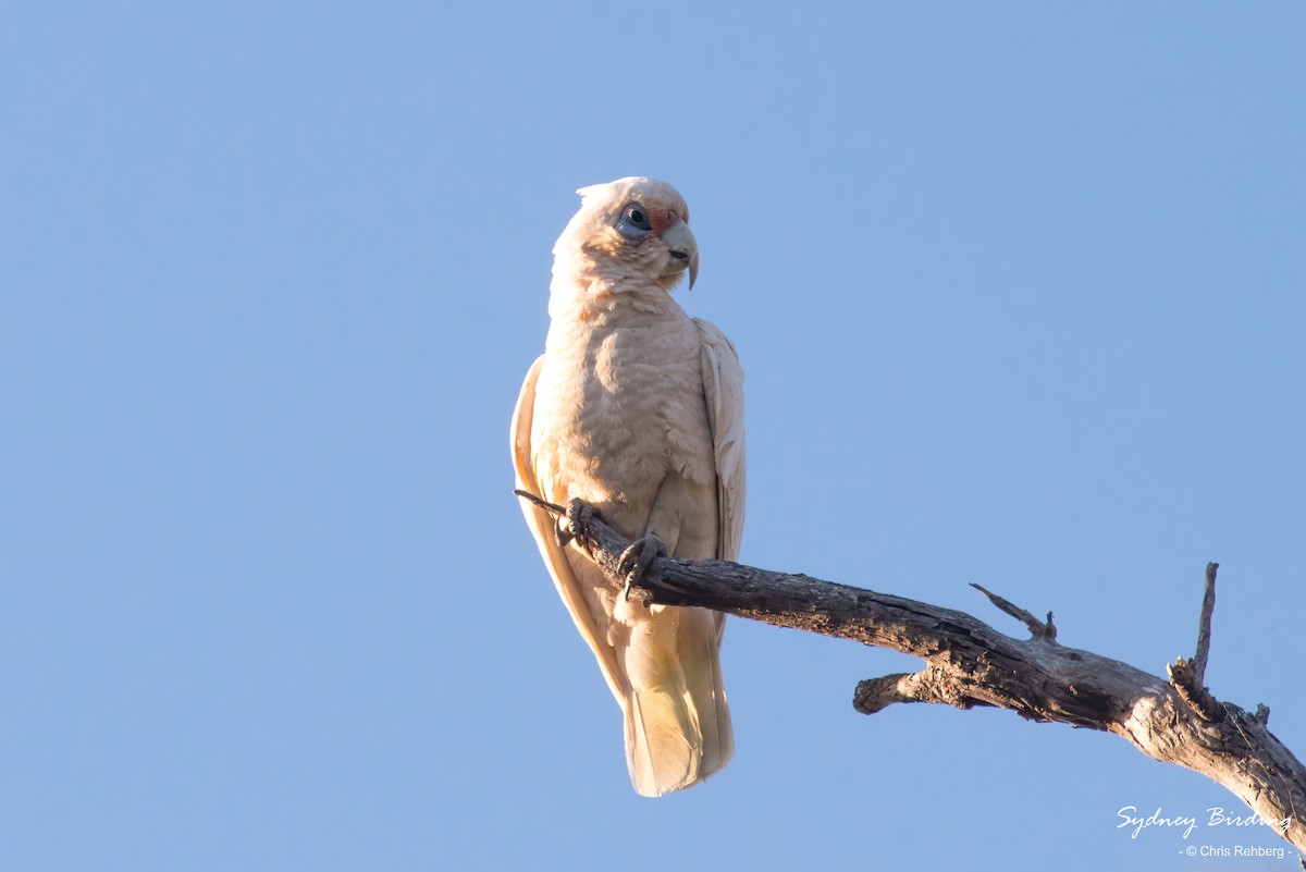 Western Corella - Chris Rehberg  | Sydney Birding