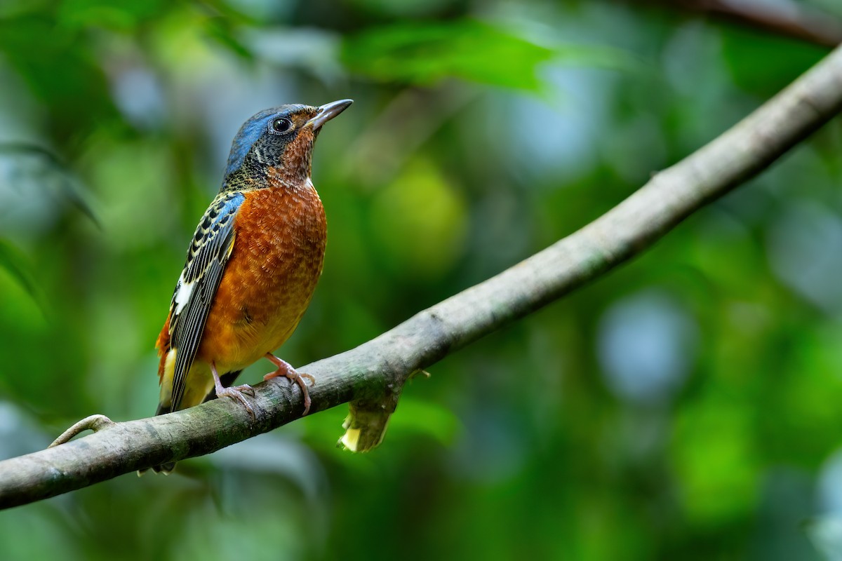 White-throated Rock-Thrush - ML613101462