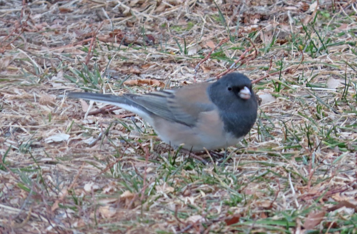 Dark-eyed Junco (Oregon) - ML613101477