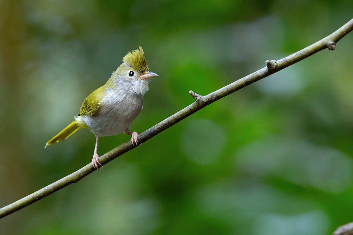 White-bellied Erpornis - JJ Harrison