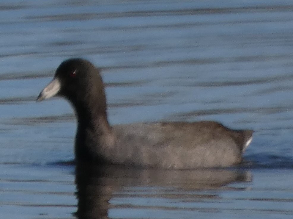 American Coot - ML613101616