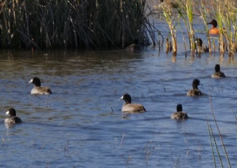 American Coot - ML613101617