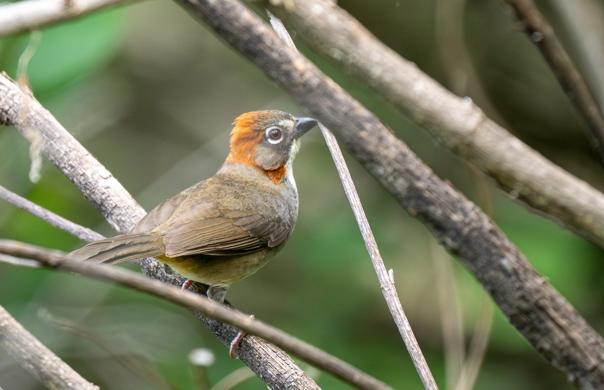 Rusty-crowned Ground-Sparrow - Forest Botial-Jarvis