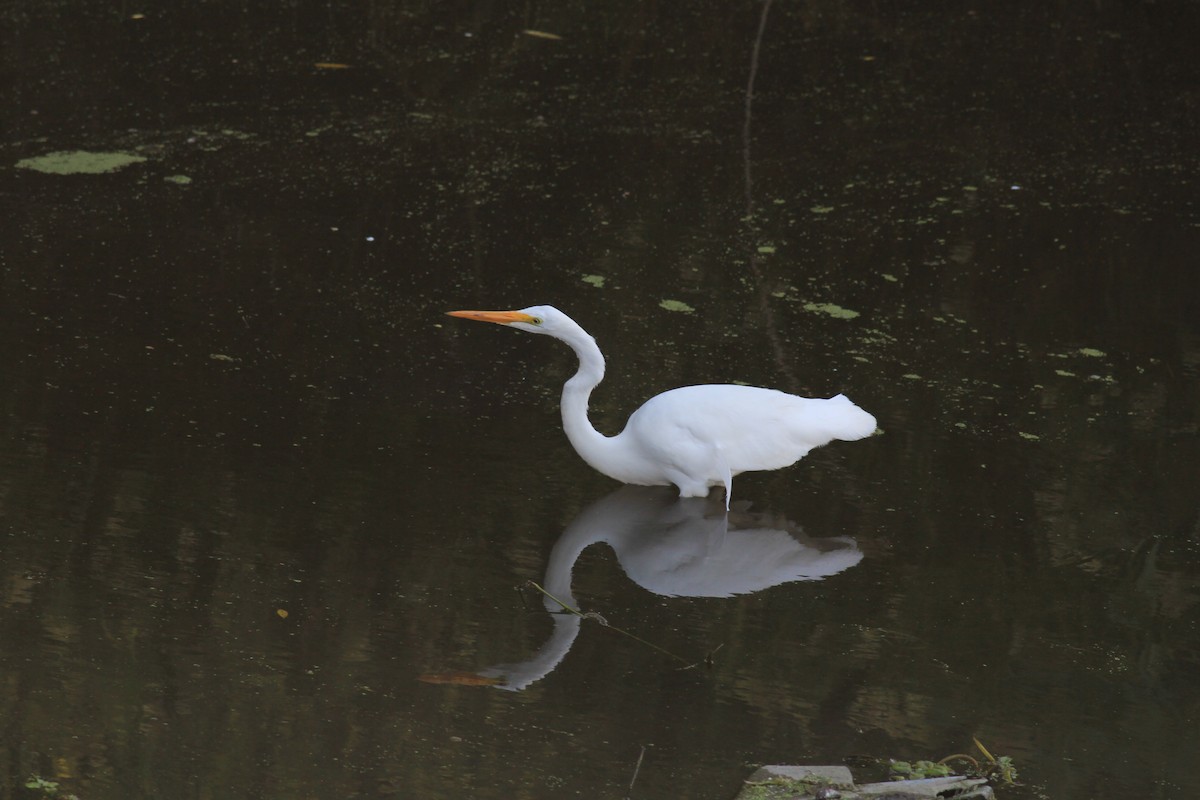 Great Egret - ML613101664