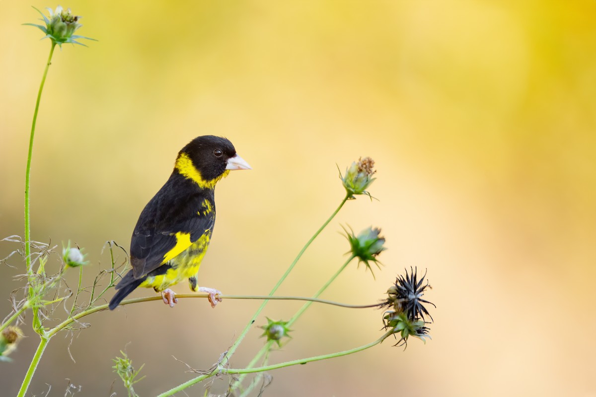 Vietnamese Greenfinch - JJ Harrison