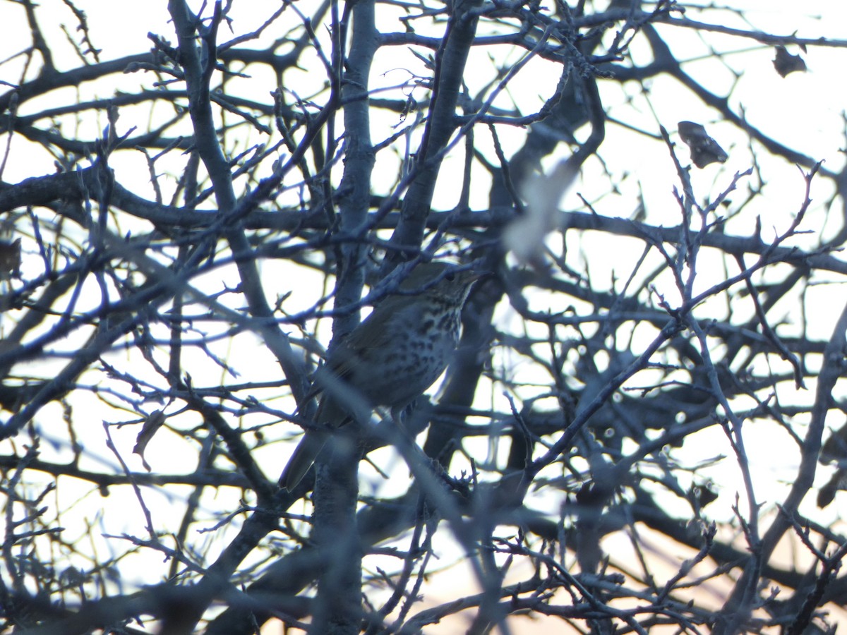 Hermit Thrush - ML613101669