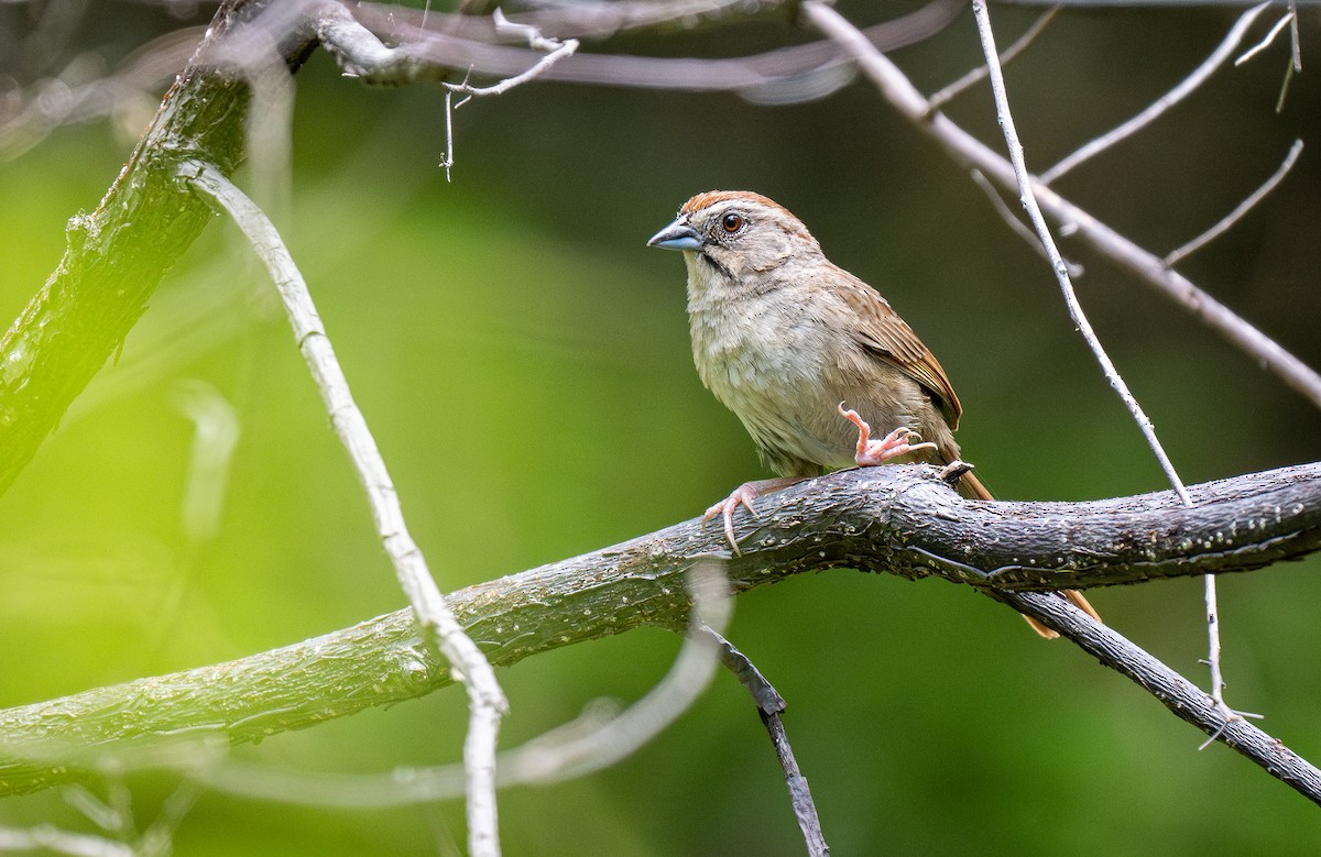 Rusty Sparrow - Forest Botial-Jarvis