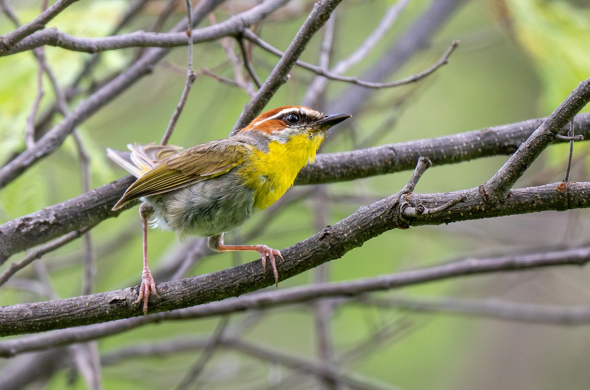 Rufous-capped Warbler - Forest Botial-Jarvis