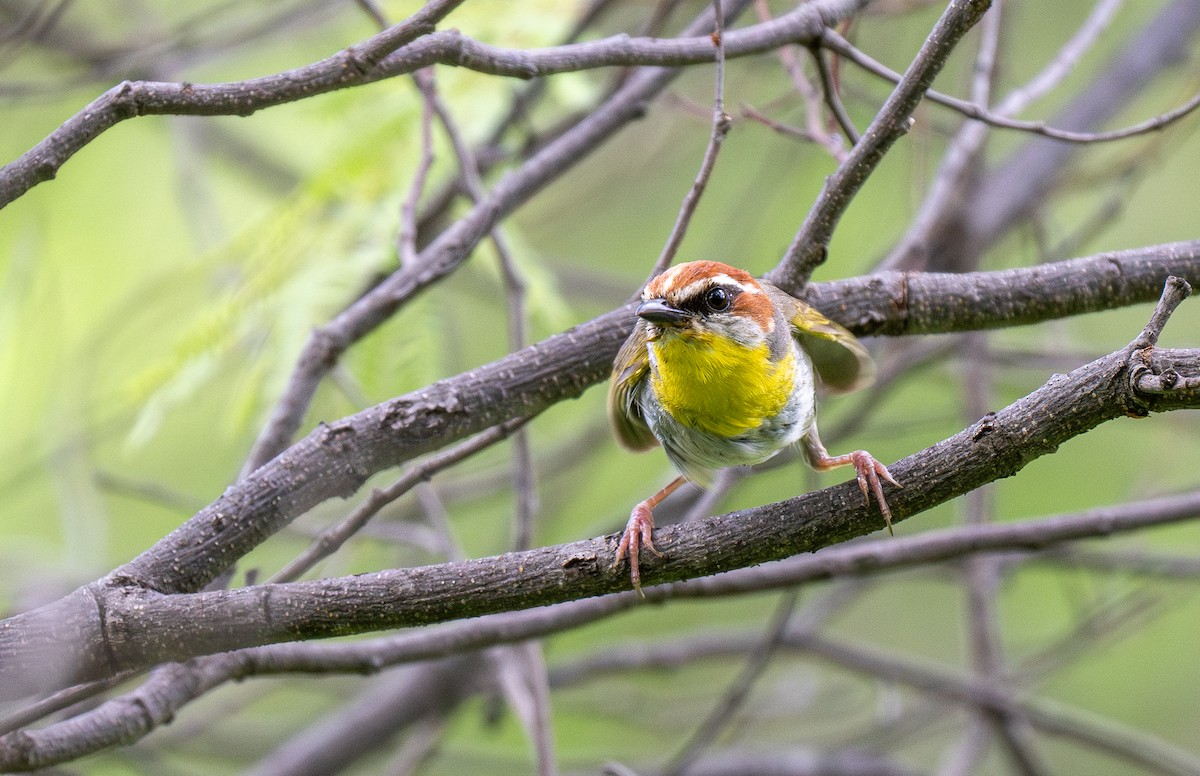 Rufous-capped Warbler - Forest Botial-Jarvis