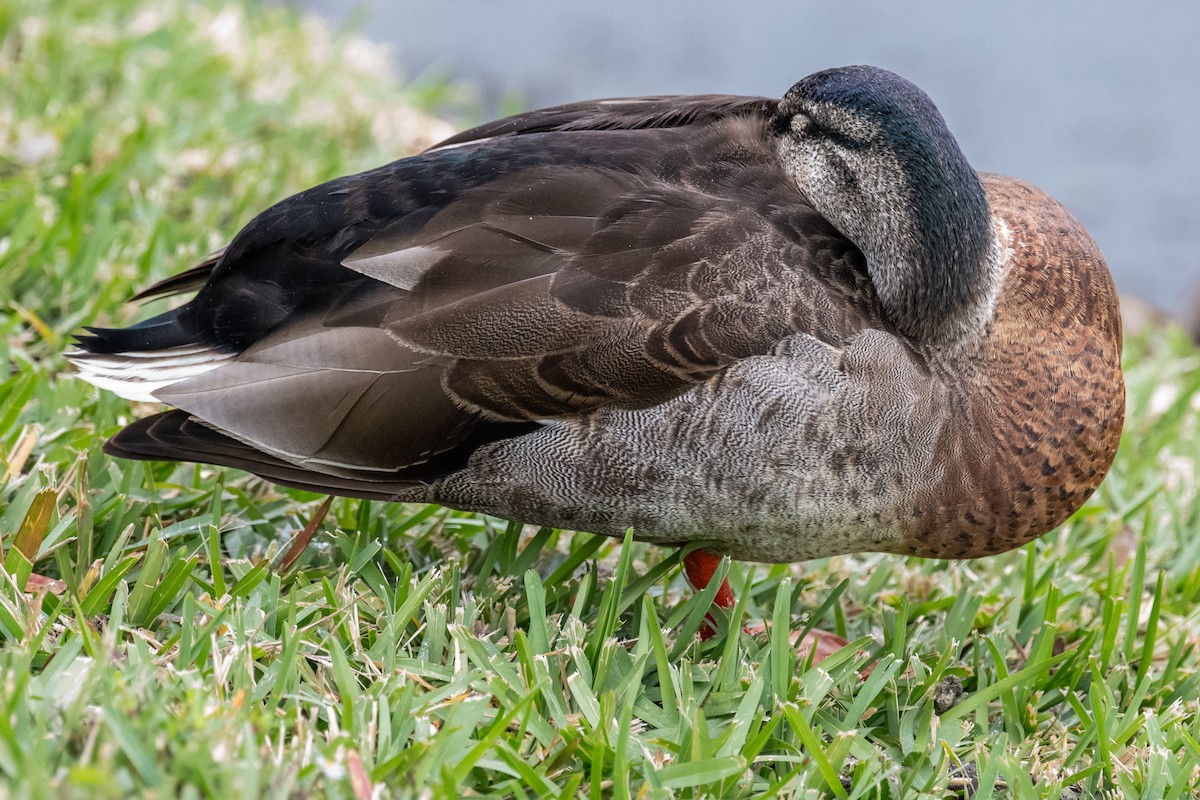 Mallard - Dick Murray