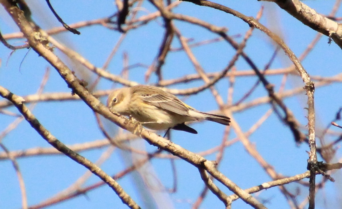 Taçlı Ötleğen (coronata) - ML613101802