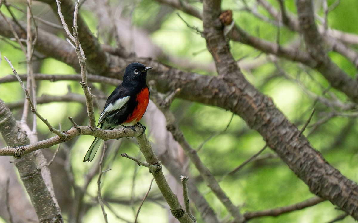 Painted Redstart - ML613101804