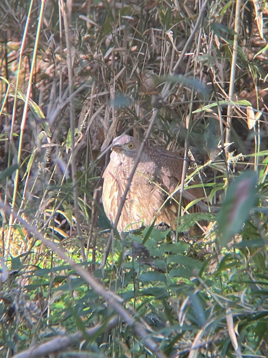 Japanese Night Heron - Josh Gatchalian