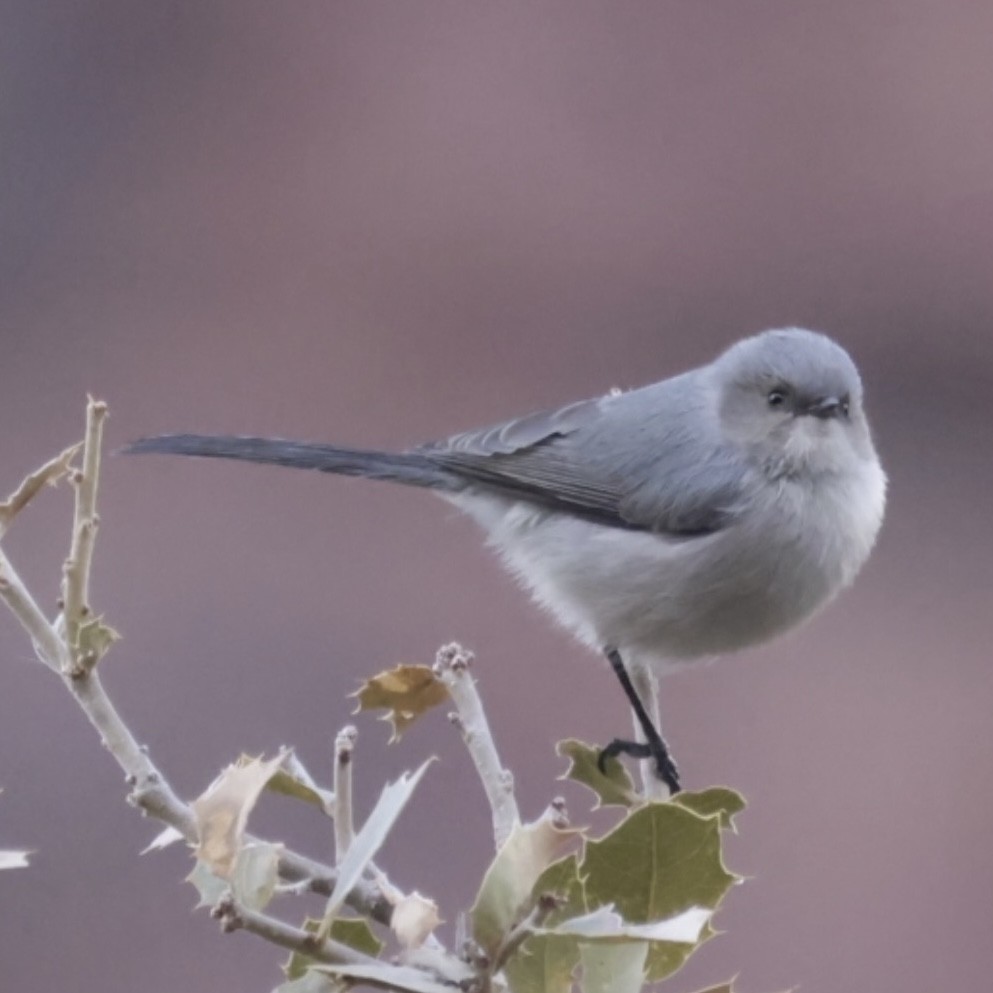 Bushtit - ML613101871