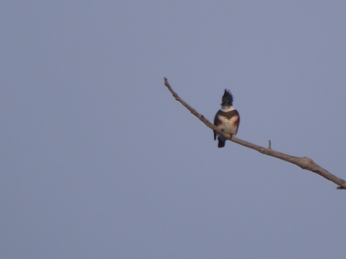 Belted Kingfisher - ML613101874