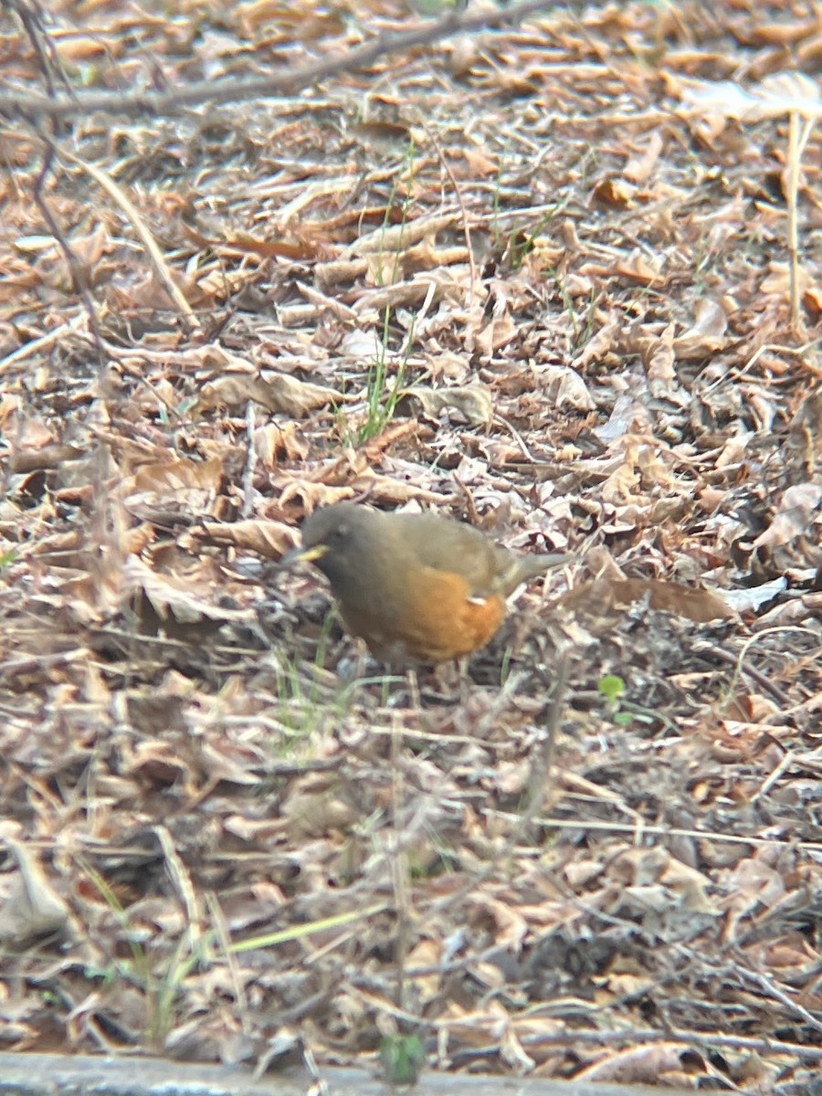 Brown-headed Thrush - ML613101875