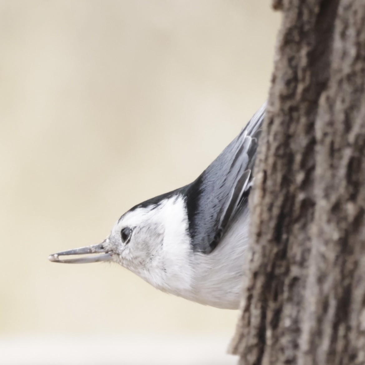 White-breasted Nuthatch - ML613101901