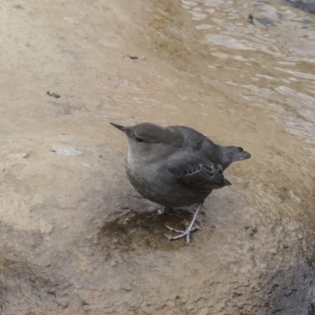 American Dipper - ML613101925