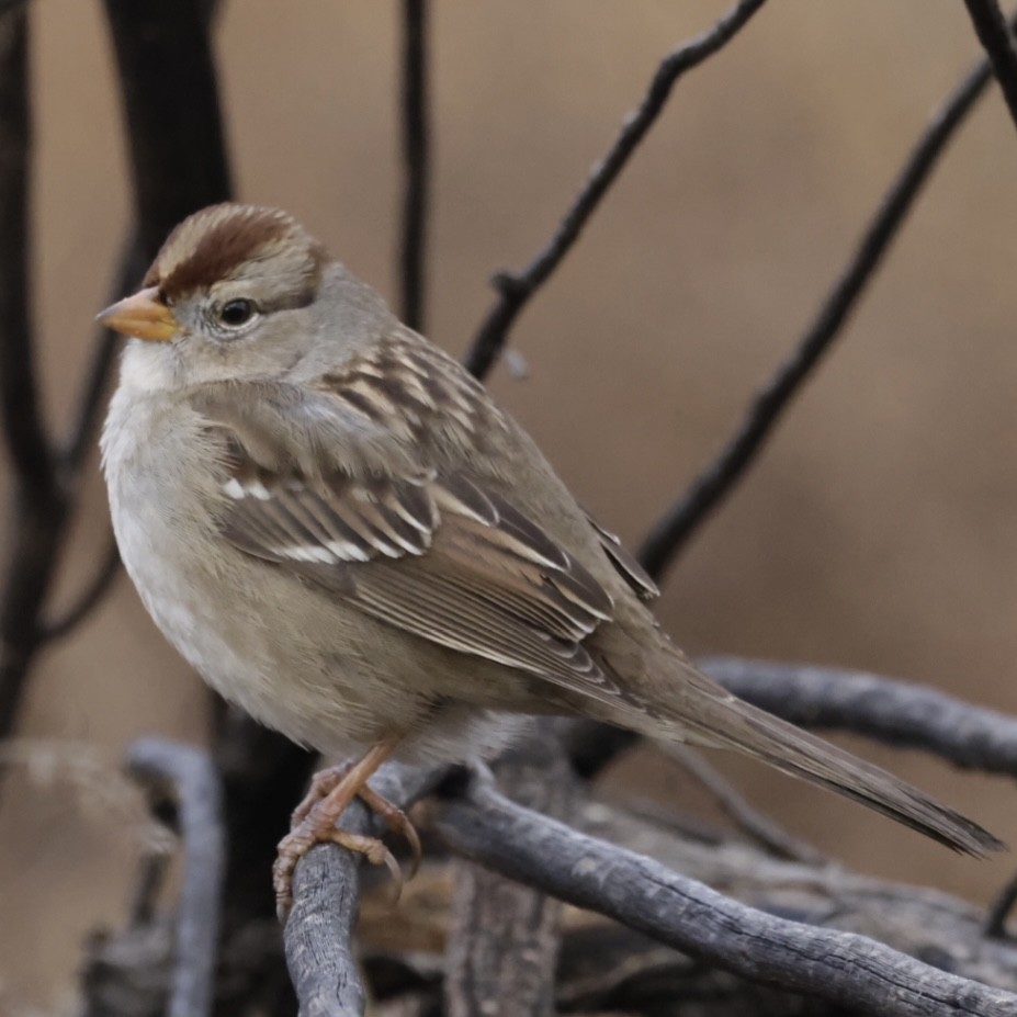White-crowned Sparrow - ML613101940