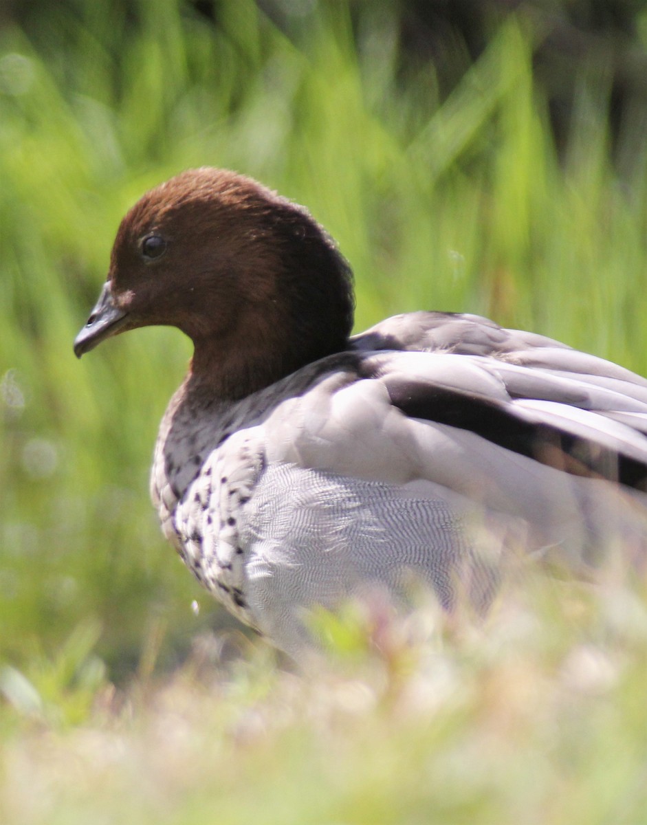 Canard à crinière - ML613101956