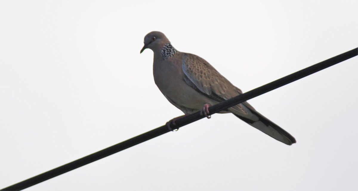 Spotted Dove - ML613101975